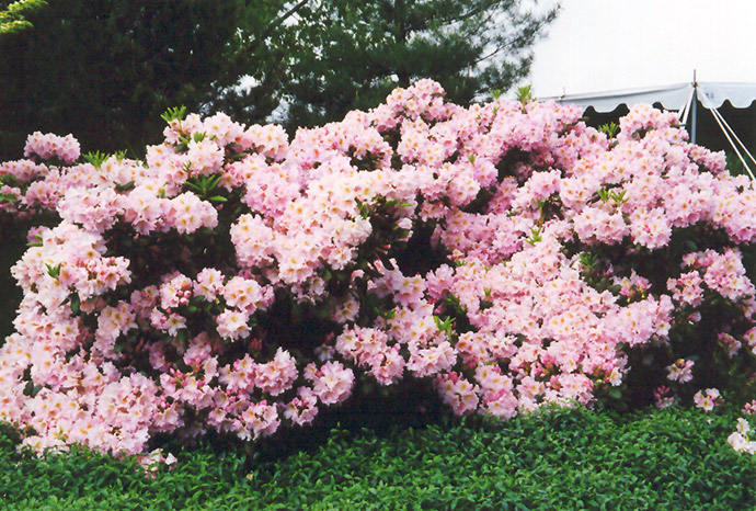 English Roseum Rhododendron (Rhododendron catawbiense 'English Roseum') at Vandermeer Nursery