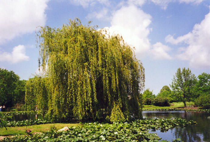 Golden Weeping Willow (Salix alba 'Tristis') at Vandermeer Nursery