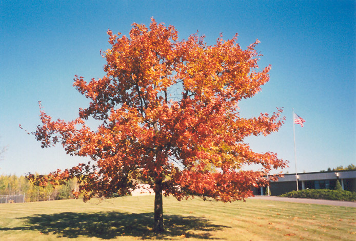 Red Oak (Quercus rubra) at Vandermeer Nursery
