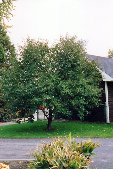 Montmorency Cherry (Prunus 'Montmorency') at Vandermeer Nursery