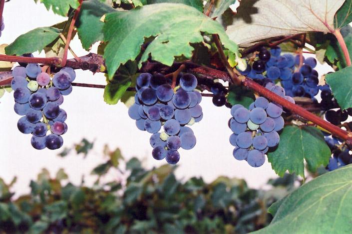 Concord Grape (Vitis 'Concord') at Vandermeer Nursery