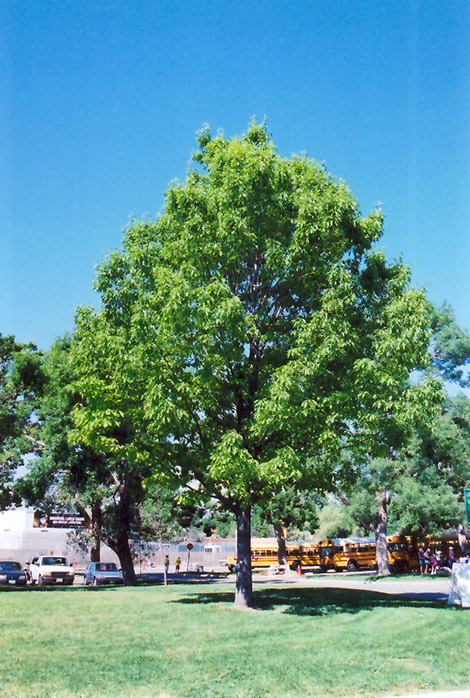 Red Oak (Quercus rubra) at Vandermeer Nursery