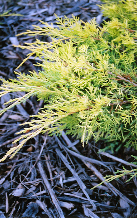 Gold Lace Juniper (Juniperus x media 'Gold Lace') at Vandermeer Nursery