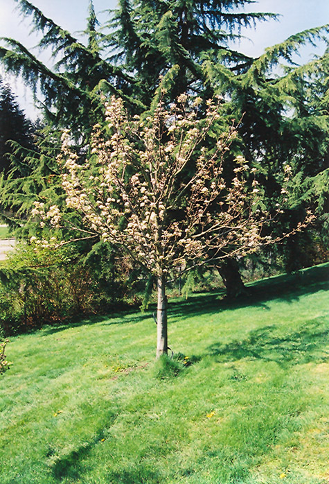 Stella Cherry (Prunus avium 'Stella') at Vandermeer Nursery