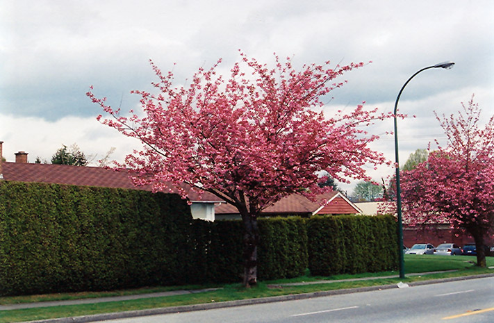 Kwanzan Flowering Cherry (Prunus serrulata 'Kwanzan') at Vandermeer Nursery
