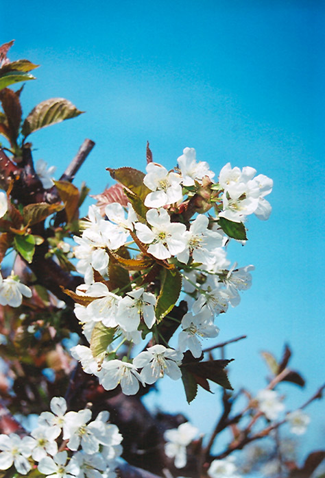 Bing Cherry (Prunus avium 'Bing') at Vandermeer Nursery