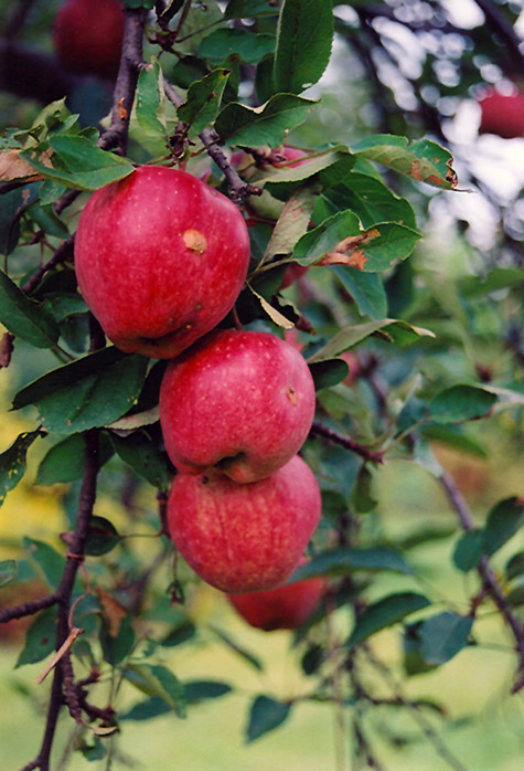 Braeburn Apple (Malus 'Braeburn') at Vandermeer Nursery