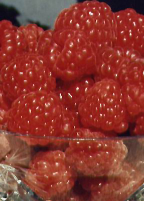 Souris Raspberry (Rubus 'Souris') at Vandermeer Nursery