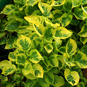 Miranda Hydrangea (Hydrangea macrophylla 'Miranda') at Vandermeer Nursery