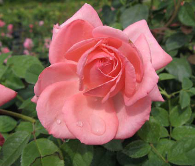 Canada Blooms Rose (Rosa 'Canada Blooms') at Vandermeer Nursery