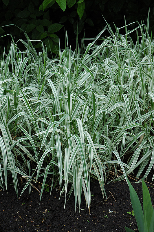 Variegated Ribbon Grass (Phalaris arundinacea 'Picta') at Vandermeer Nursery