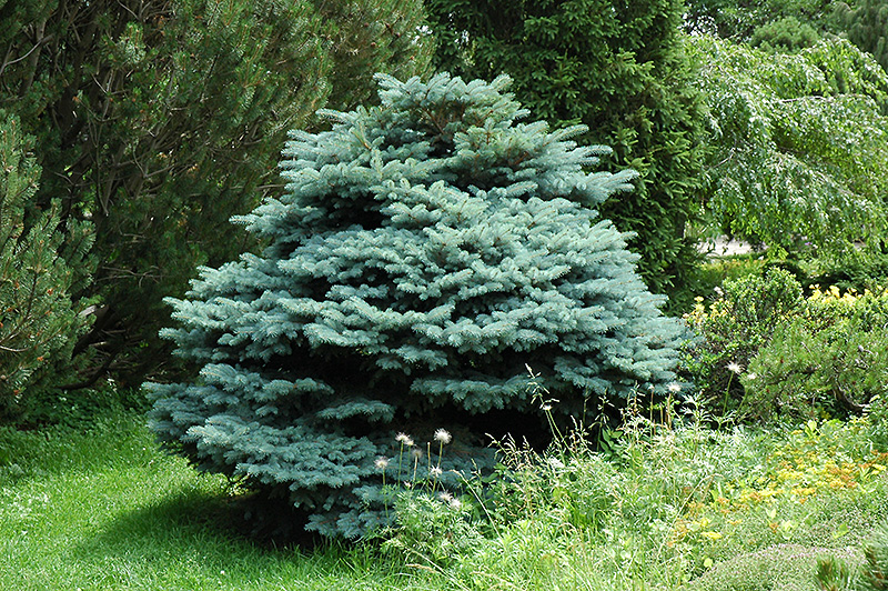 Globe Blue Spruce (Picea pungens 'Globosa') at Vandermeer Nursery