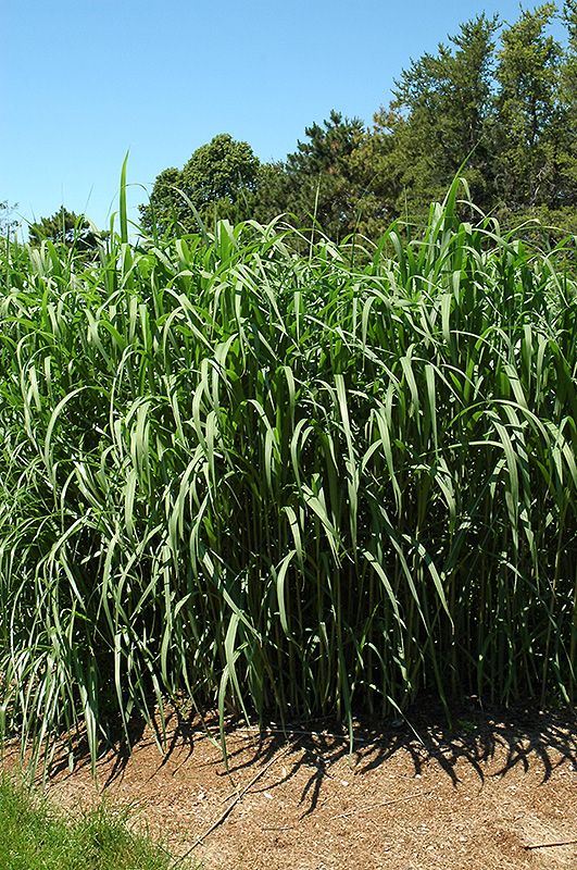 Giant Silver Grass (Miscanthus x giganteus) at Vandermeer Nursery