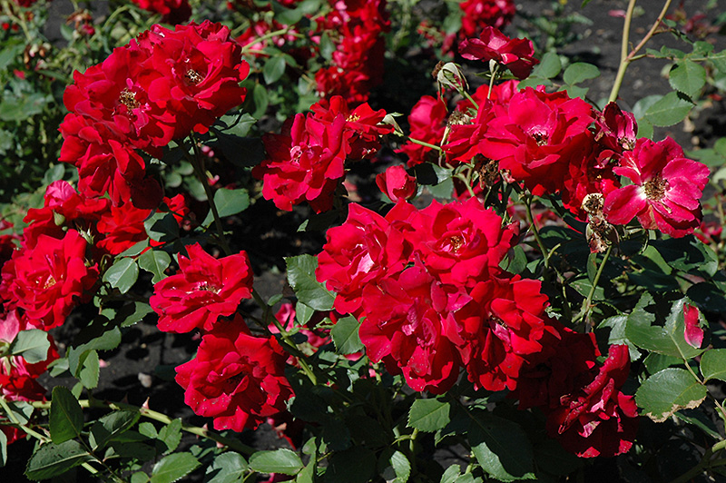 Champlain Rose (Rosa 'Champlain') at Vandermeer Nursery