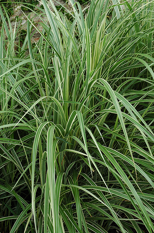 Variegated Silver Grass (Miscanthus sinensis 'Variegatus') at Vandermeer Nursery