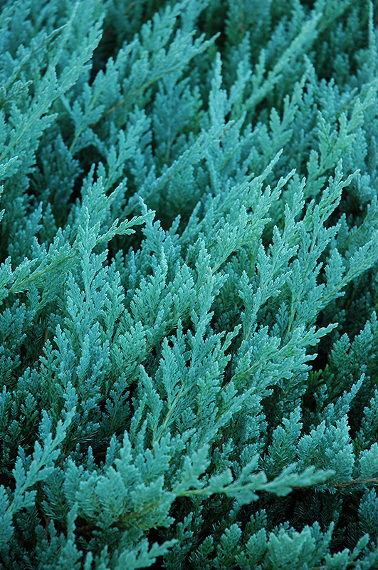 Blue Chip Juniper (Juniperus horizontalis 'Blue Chip') at Vandermeer Nursery