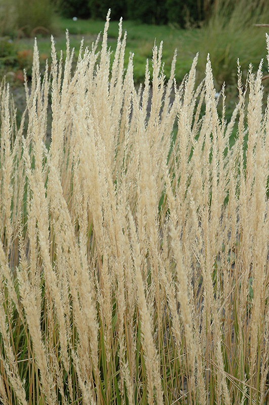 Karl Foerster Reed Grass (Calamagrostis x acutiflora 'Karl Foerster') at Vandermeer Nursery