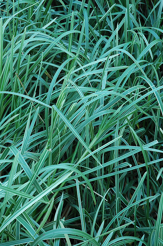 Variegated Mana Grass (Glyceria maxima 'Variegata') at Vandermeer Nursery