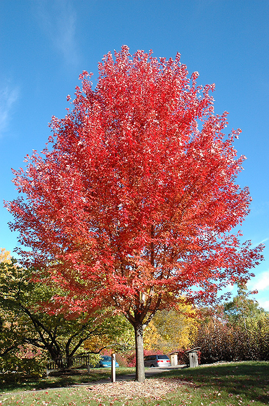 Autumn Blaze Maple (Acer x freemanii 'Jeffersred') at Vandermeer Nursery