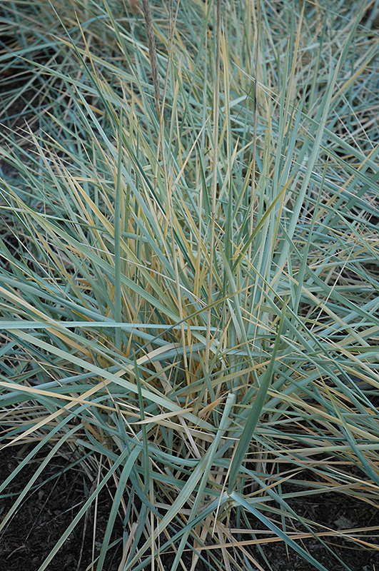 Blue Dune Lyme Grass (Leymus arenarius 'Blue Dune') at Vandermeer Nursery
