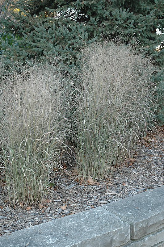 Shenandoah Reed Switch Grass (Panicum virgatum 'Shenandoah') at Vandermeer Nursery