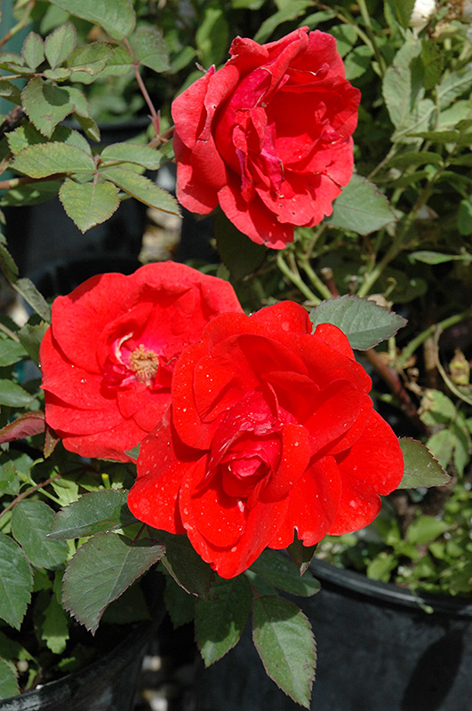 Morden Fireglow Rose (Rosa 'Morden Fireglow') at Vandermeer Nursery
