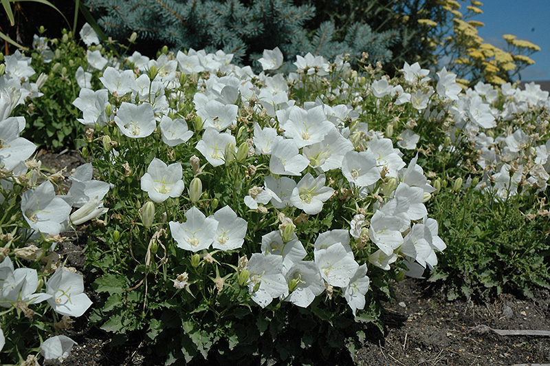 White Clips Bellflower (Campanula carpatica 'White Clips') at Vandermeer Nursery
