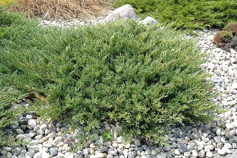 Andorra Juniper (Juniperus horizontalis 'Plumosa Compacta') at Vandermeer Nursery