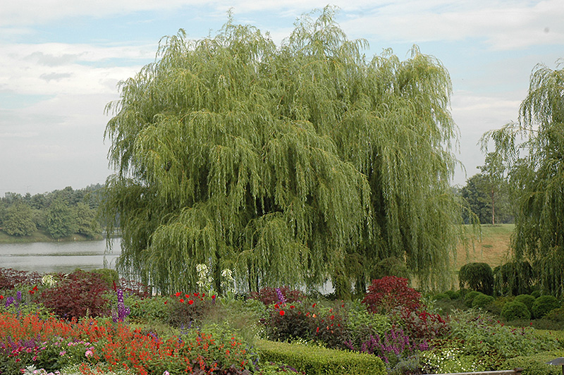 Golden Weeping Willow (Salix alba 'Tristis') at Vandermeer Nursery