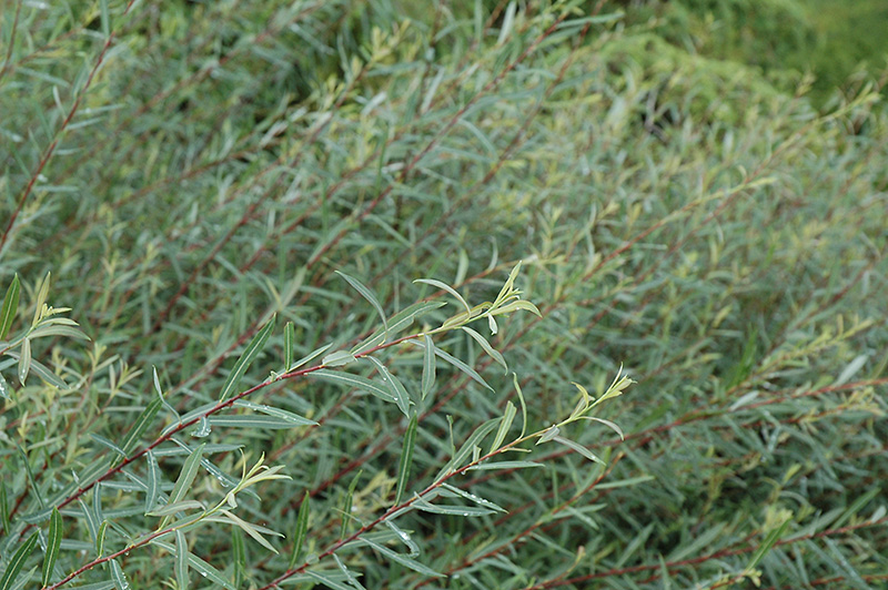 Creeping Arctic Willow (Salix purpurea 'Nana') at Vandermeer Nursery