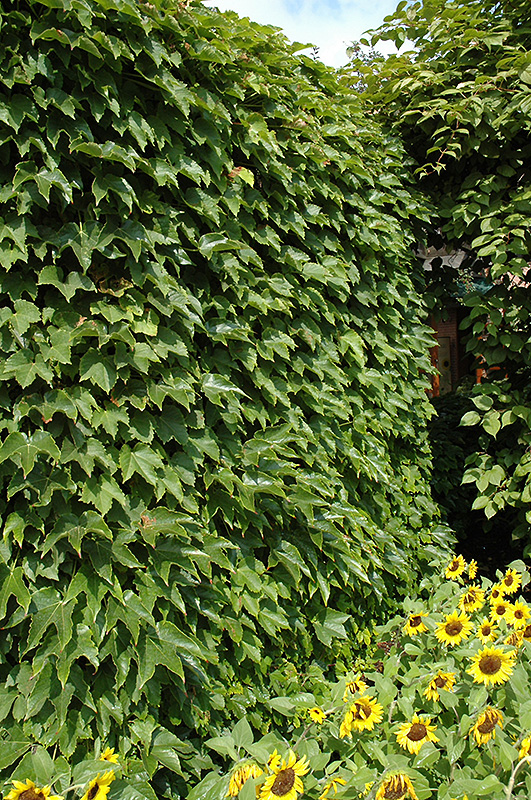 Boston Ivy (Parthenocissus tricuspidata) at Vandermeer Nursery