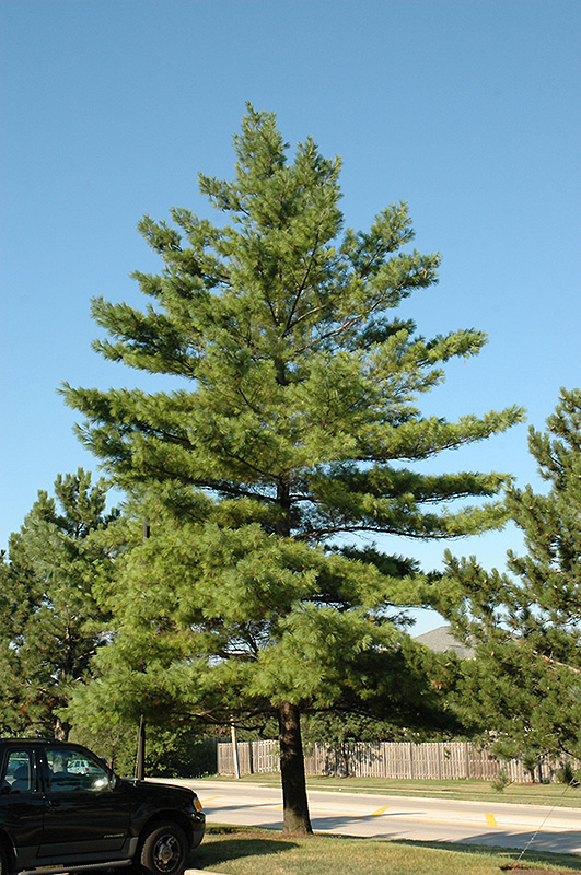 White Pine (Pinus strobus) at Vandermeer Nursery