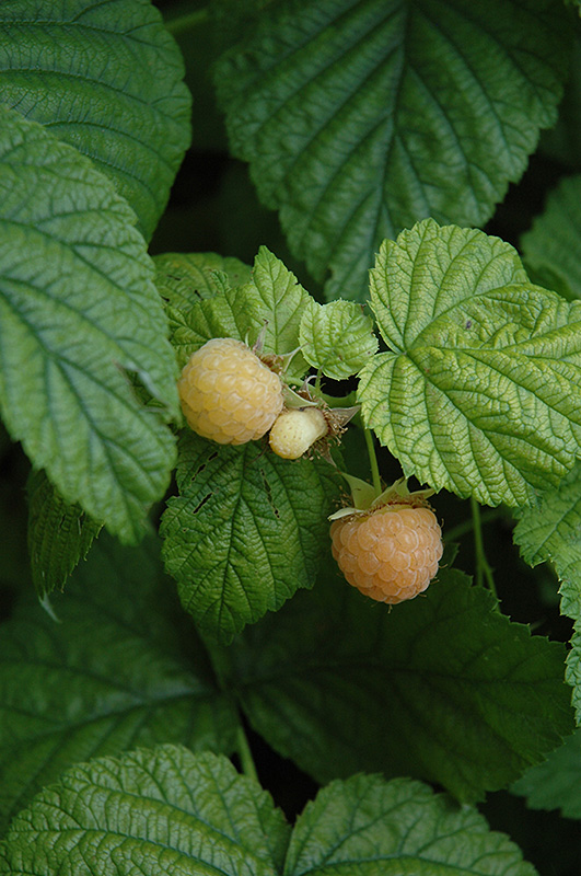 Fall Gold Raspberry (Rubus 'Fall Gold') at Vandermeer Nursery