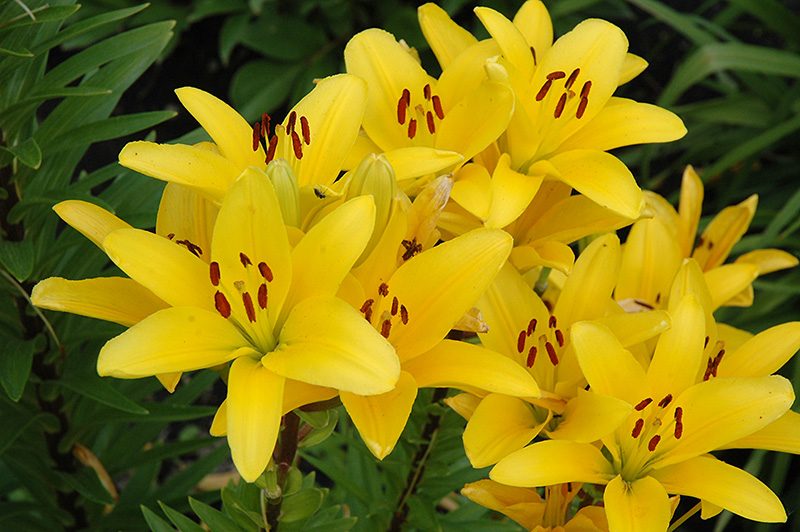 Gironde Lily (Lilium 'Gironde') at Vandermeer Nursery