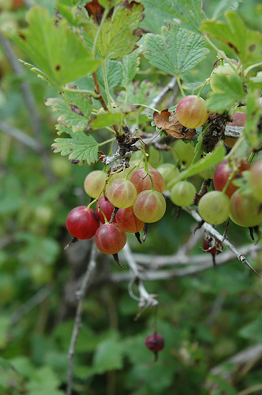 Pixwell Gooseberry (Ribes 'Pixwell') at Vandermeer Nursery