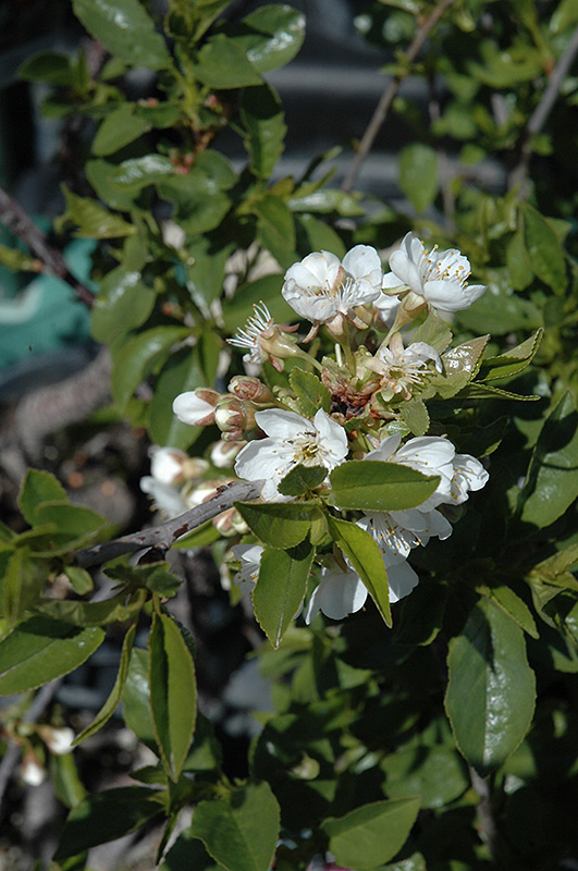 Romeo Cherry (Prunus 'Romeo') at Vandermeer Nursery