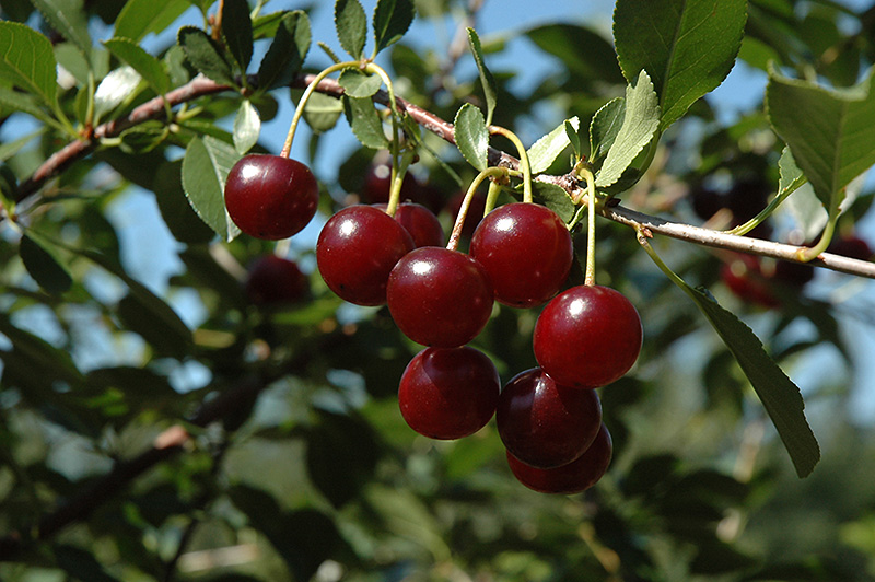 Carmine Jewel Cherry (Prunus 'Carmine Jewel') at Vandermeer Nursery