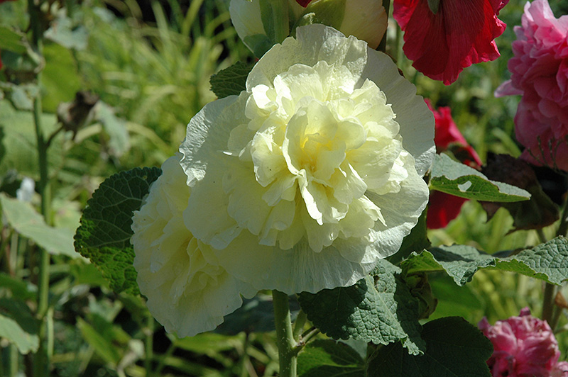 Chater's Double Yellow Hollyhock (Alcea rosea 'Chater's Double Yellow') at Vandermeer Nursery