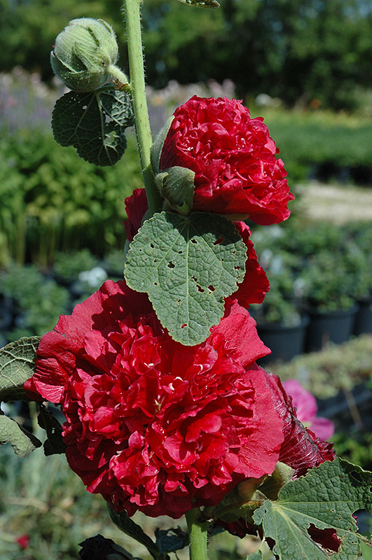 Chater's Double Red Hollyhock (Alcea rosea 'Chater's Double Red') at Vandermeer Nursery