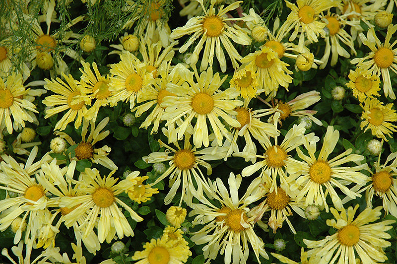 Yellow Quill Chrysanthemum (Chrysanthemum 'Yellow Quill') at Vandermeer Nursery