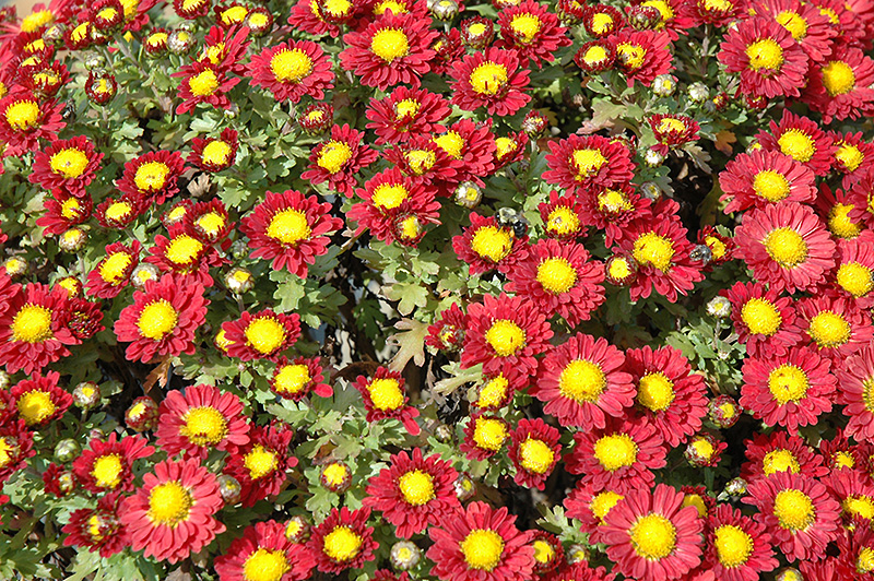 Red Daisy Chrysanthemum (Chrysanthemum 'Red Daisy') at Vandermeer Nursery