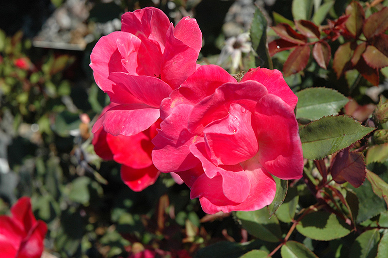 Pink Knock Out Rose (Rosa 'Radcon') at Vandermeer Nursery