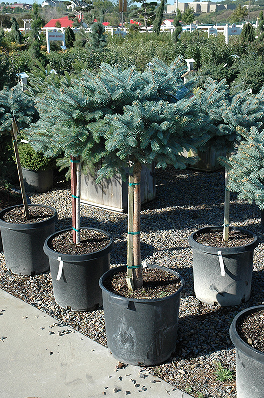 Globe Blue Spruce (tree form) (Picea pungens 'Globosa (tree form)') at Vandermeer Nursery