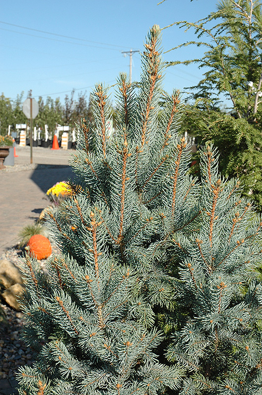 Iseli Fastigiate Spruce (Picea pungens 'Iseli Fastigiata') at Vandermeer Nursery