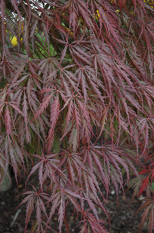 Tamukeyama Japanese Maple (Acer palmatum 'Tamukeyama') at Vandermeer Nursery