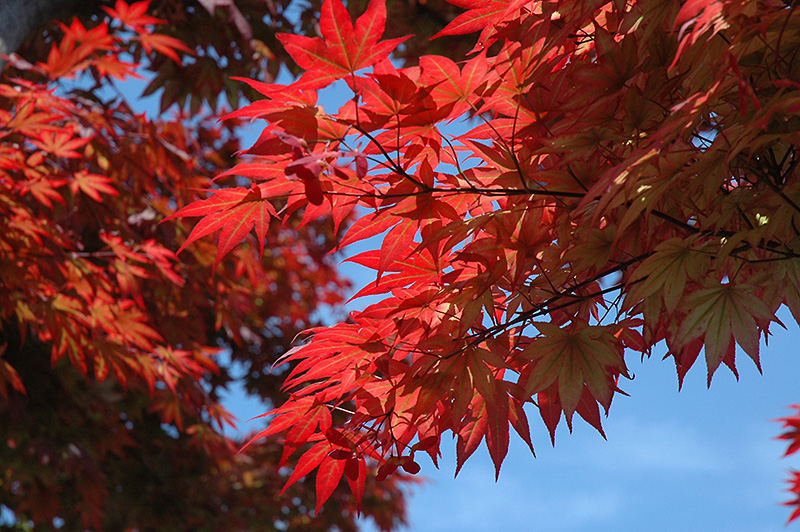 Oshio Beni Japanese Maple (Acer palmatum 'Oshio Beni') at Vandermeer Nursery