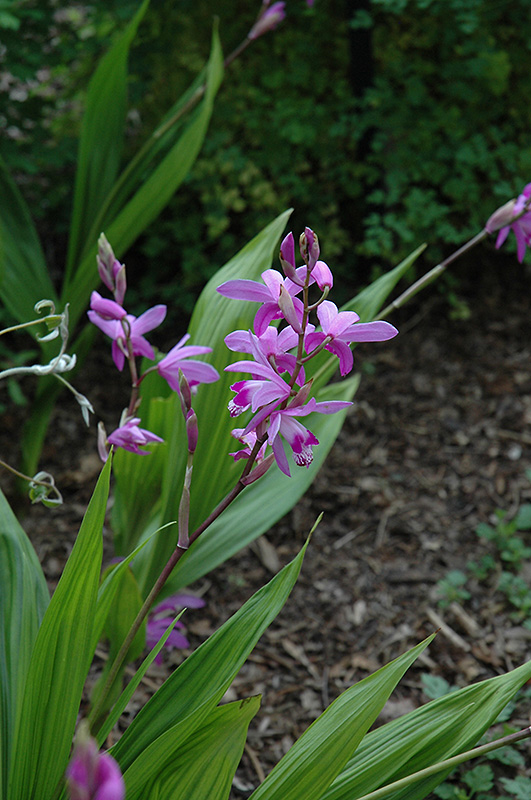 Lavender Japanese Hyacinth Orchid (Bletilla striata) at Vandermeer Nursery