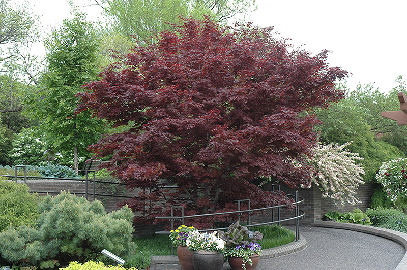 Bloodgood Japanese Maple (Acer palmatum 'Bloodgood') at Vandermeer Nursery