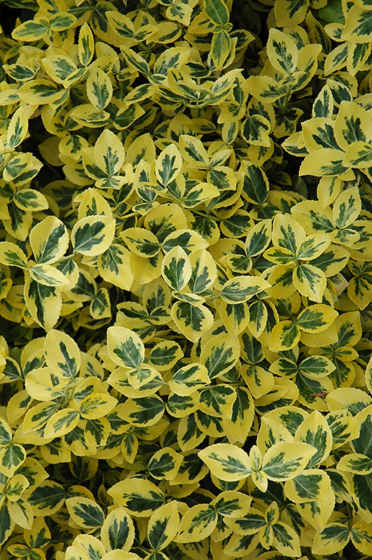 Emerald 'n' Gold Wintercreeper (Euonymus fortunei 'Emerald 'n' Gold') at Vandermeer Nursery