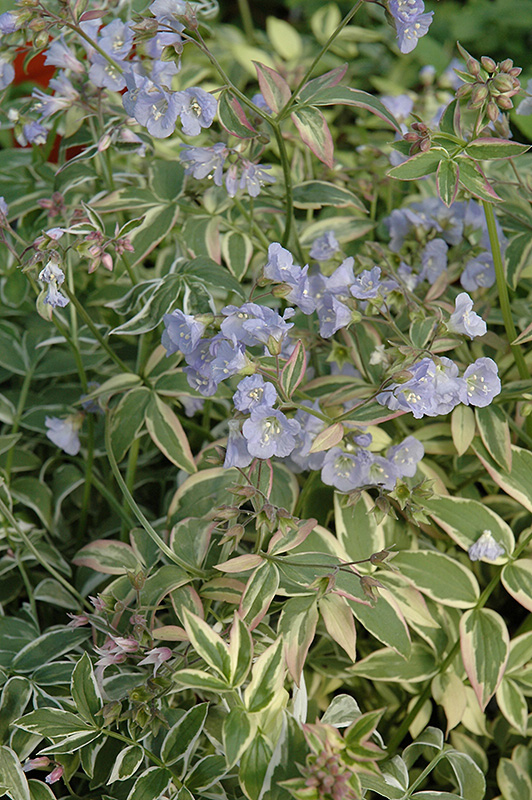 Touch Of Class Jacob's Ladder (Polemonium reptans 'Touch Of Class') at Vandermeer Nursery